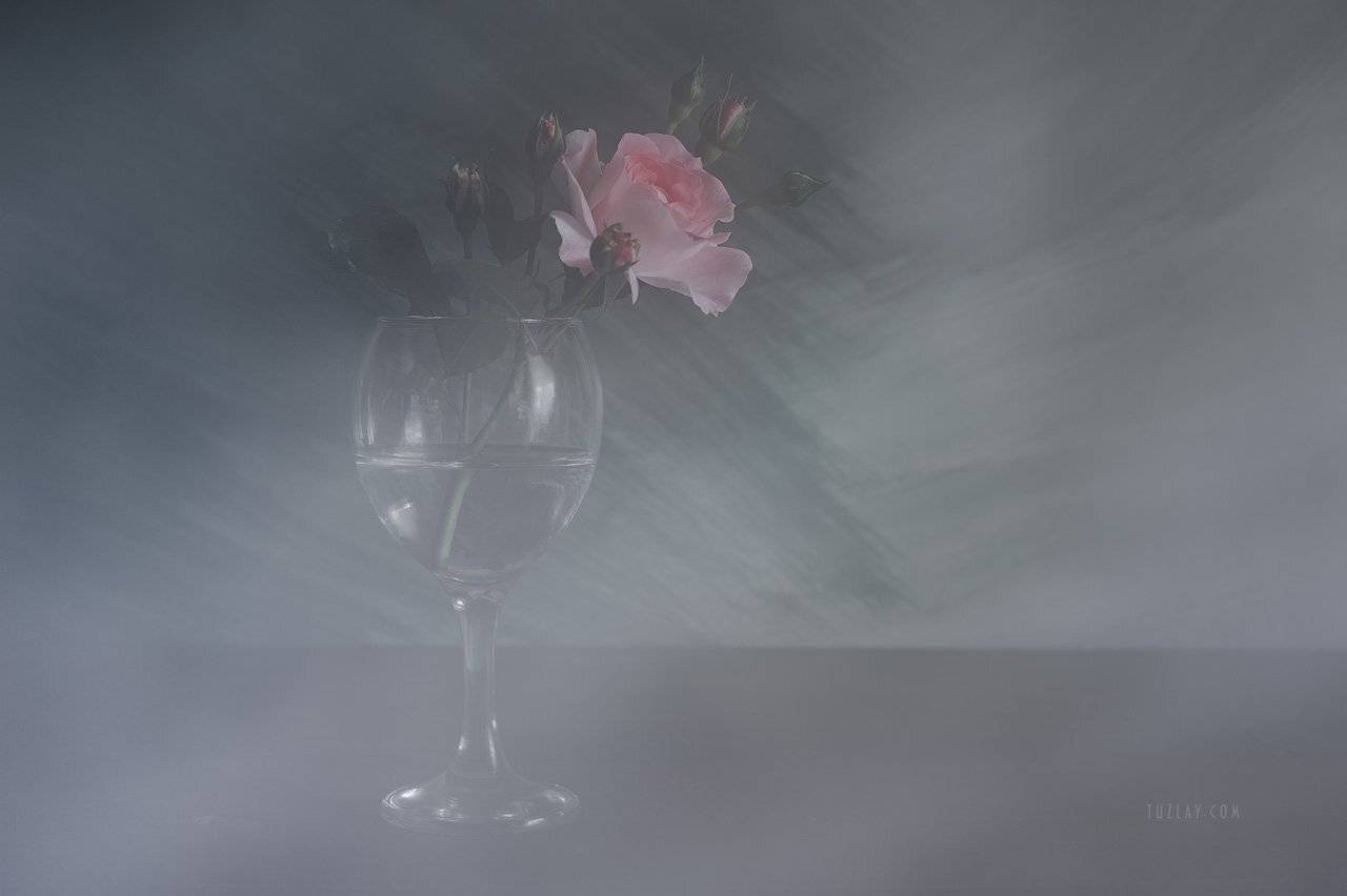 роза, розы, роза в бокале, Владимир Тузлай
