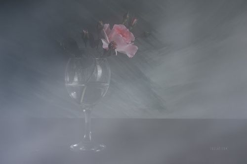 Про майские грёзы и розу