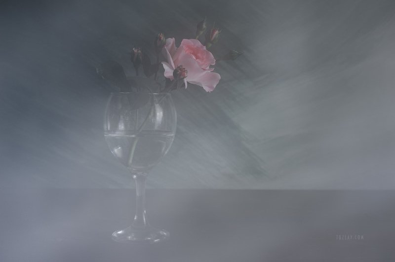 Про майские грёзы и розу фото превью