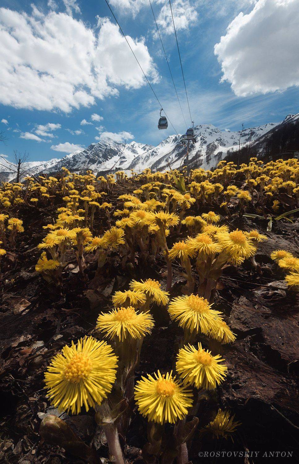 цветы, весна, горы, Сочи, Антон Ростовский