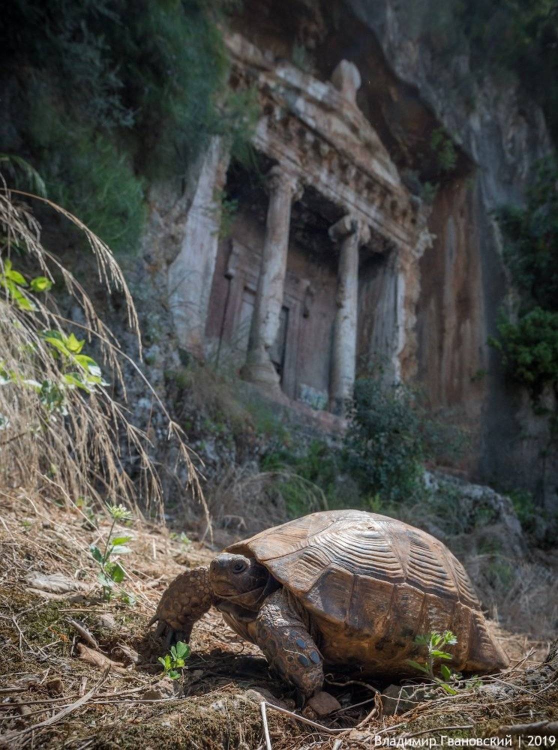 , Гвановский Владимир