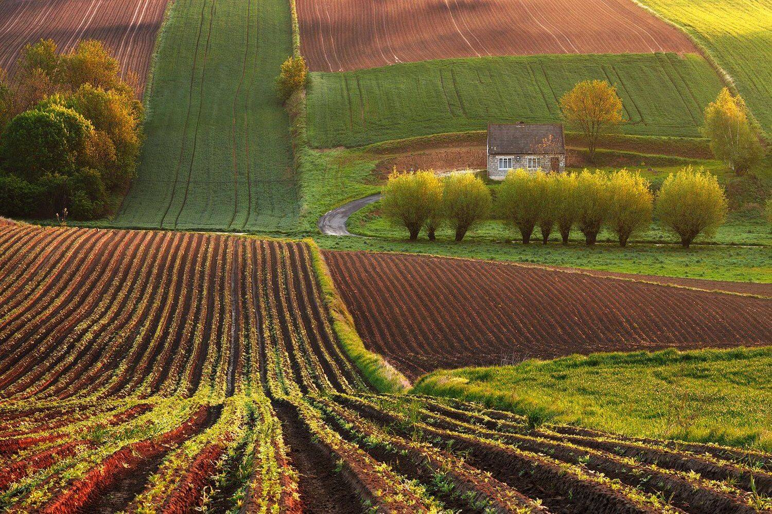 village, house, fields, morning, willows, countryside, hills, agriculture, Jacek Lisiewicz