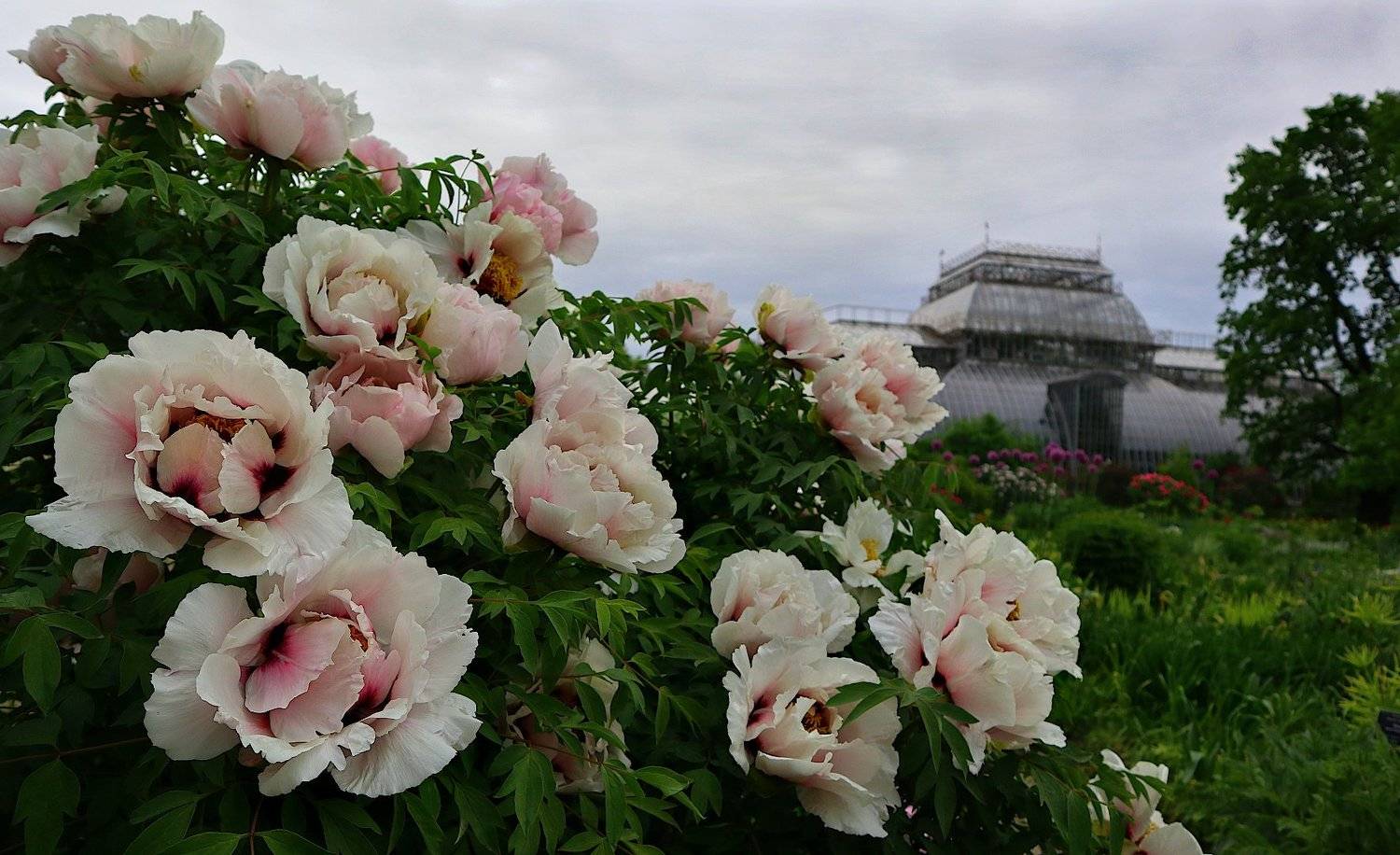 пион ботанический сад, Александр Зорин