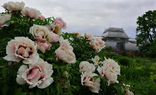 Пионы
