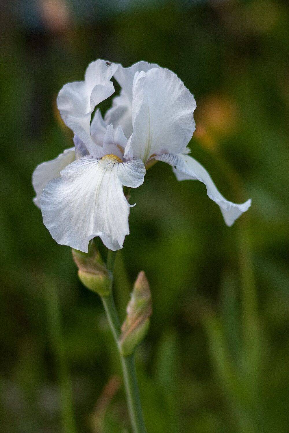 ирис, Александр