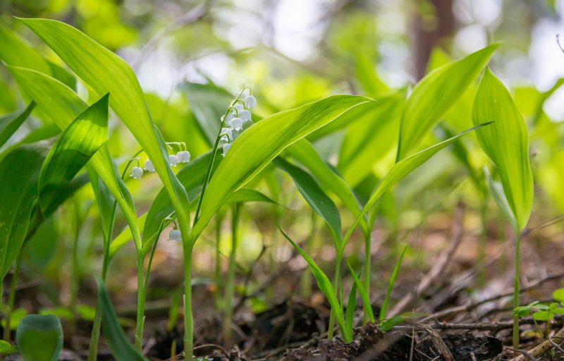 весенние ароматы фото превью