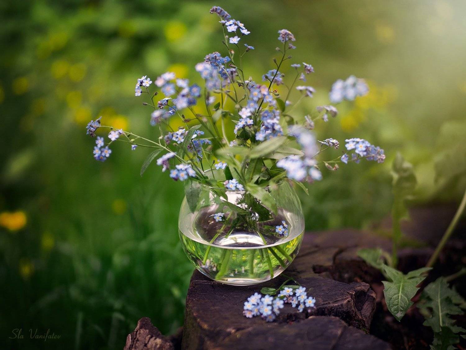 , Вячеслав Ванифатьев