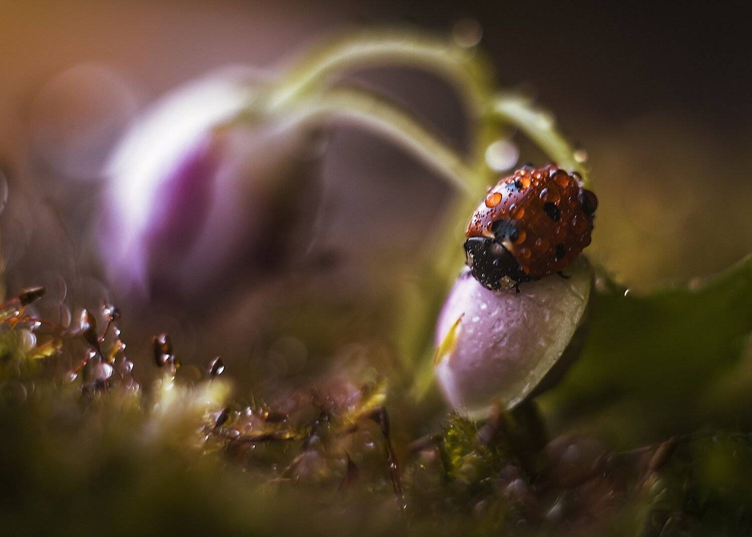 , Анастасия Третьякова