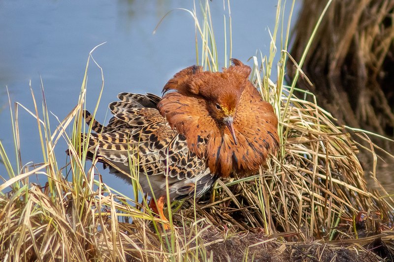 птицы,сеевер,турухтан ,коми,печора,анималистика,birds,seever,turukhtan ,komi,pechora,animalism, Турухтан фото превью