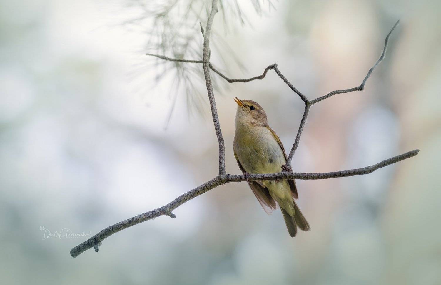 природа, лес, животные, птицы, Дмитрий Посевич