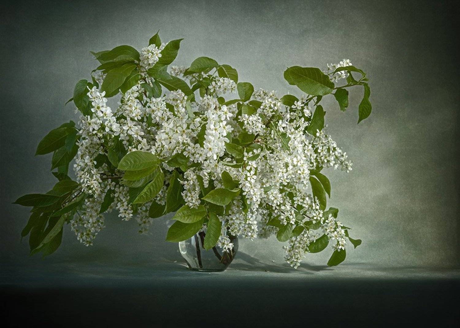 весна, черемуха, букет, Ляля Рюмина