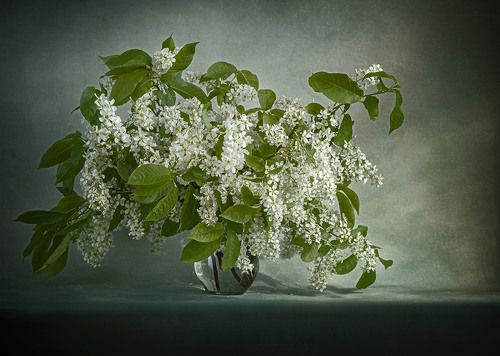 Черемуха в цвету