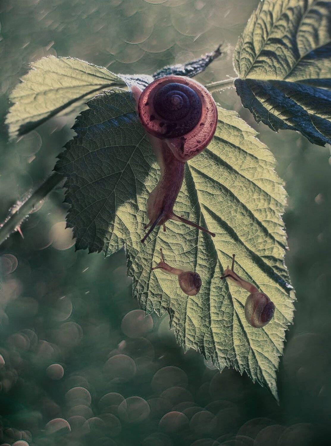 , Баранов Олег