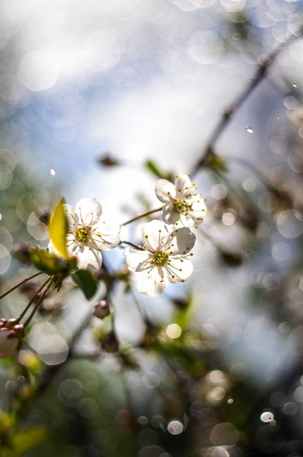 макро, цветы, боке, александр таничев