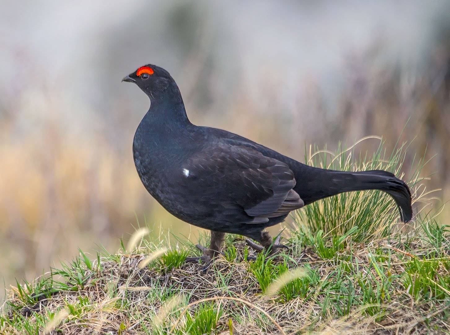 , Хасан Журтов