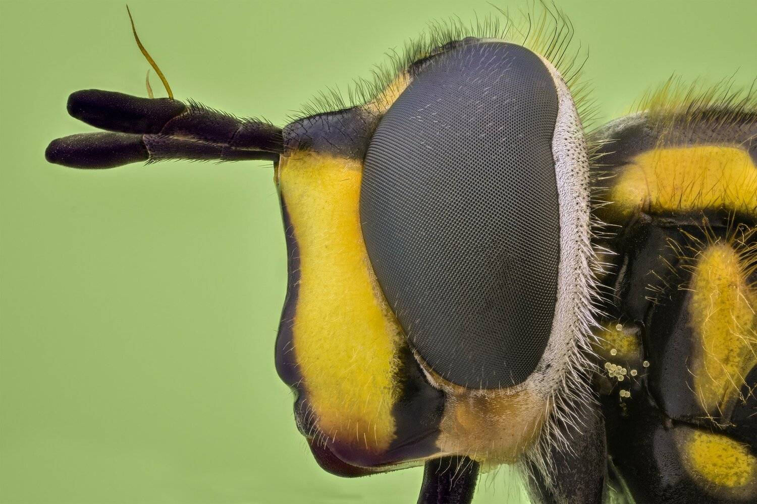 ceclii, macro, extrememacro, nikon d3400, lomo 3.7x, Tsvetan Ganev