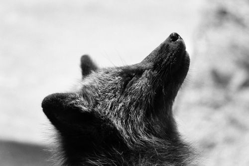 Довольный лис