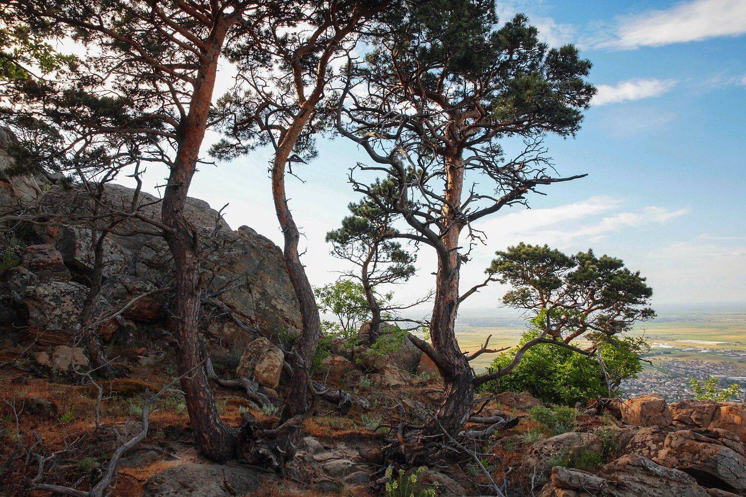 лесс,горы,сосны.природа,, Marat Magov