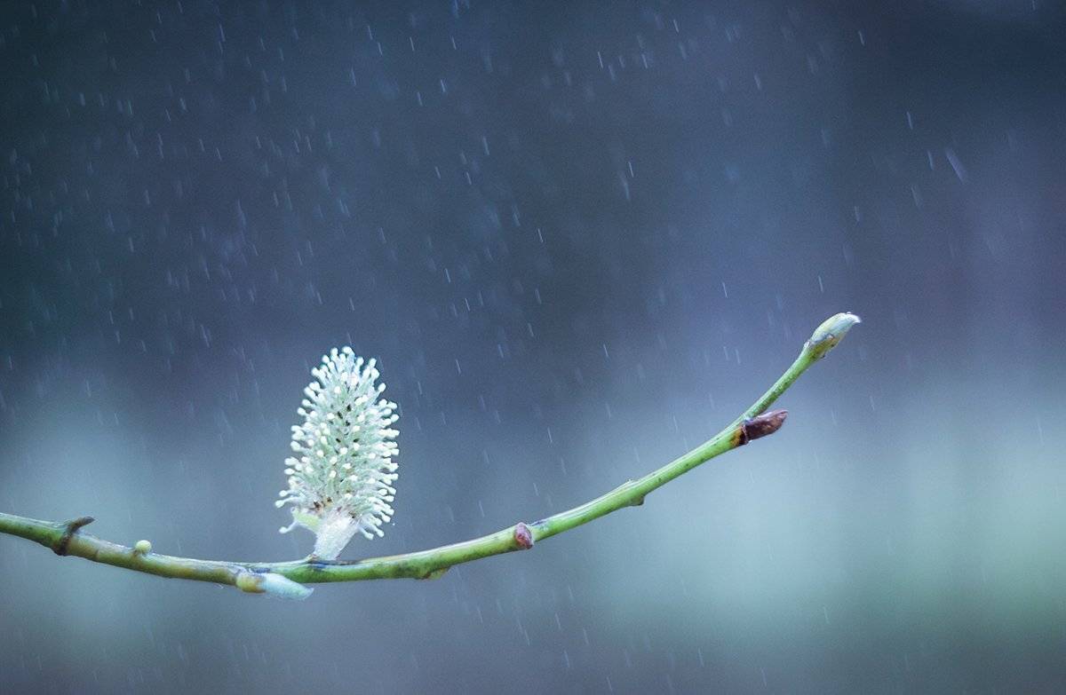 макро, макросъёмка, макрофотография, природа, цветы, растение, весна, Дмитрий Гусалов