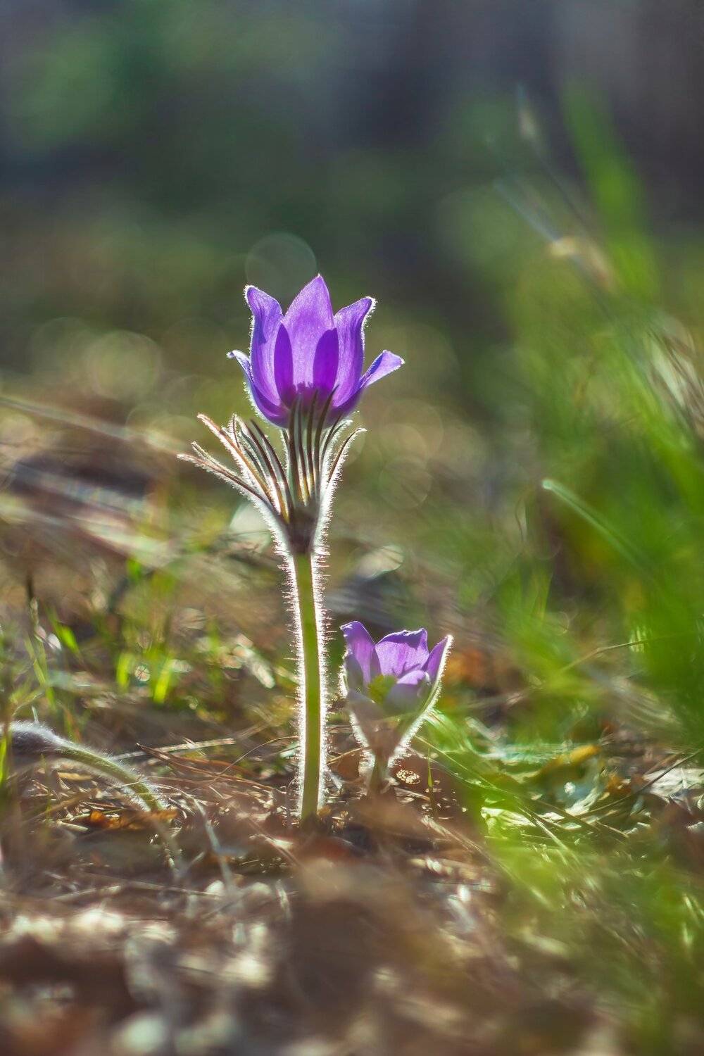 весна, сон-трава, первоцвет, заповедник, лес, Руслан Востриков