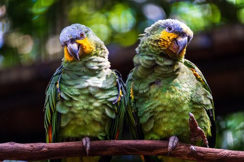 Попугаи в парке птиц Parque das Aves, Бразилия