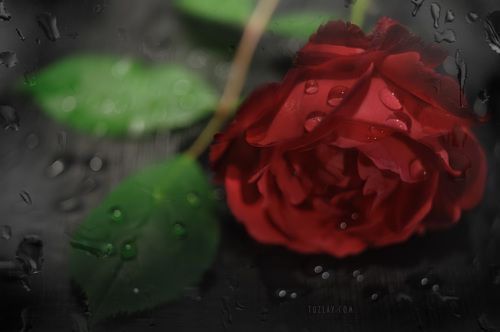 Про майскую розу и капельки