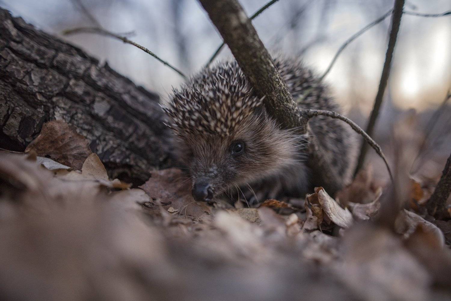 животные, макро, вечер, природа, Рустам Афлятунов