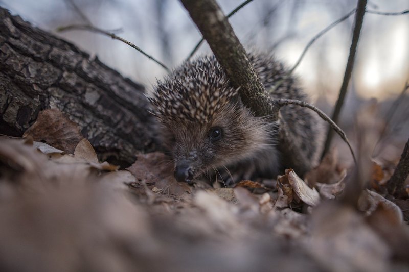 животные, макро, вечер, природа Опасный зверь фото превью