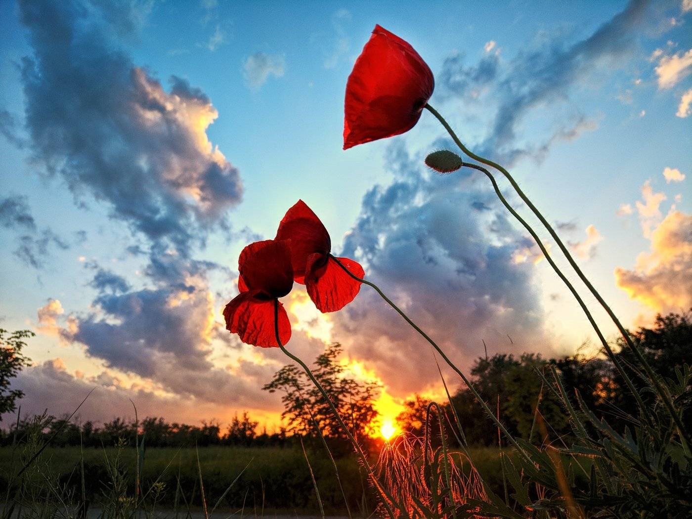 маки,пейзаж,закат,краски,красный,цвет,sunset, Сергей Богачёв