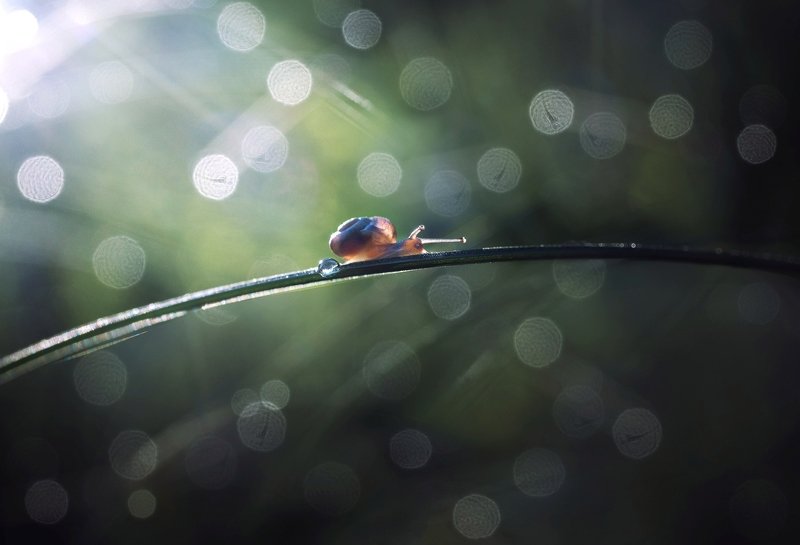 *** фото превью