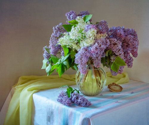 Опять цветет сирень