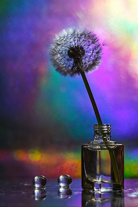 moment, момент, beautiful, красивый,  manual lens, мануальная оптика, helios-44m-6, dandelion, одуванчик, parachute, парашютик, still life, натюрморт, Дождливым майским вечерком… фото превью