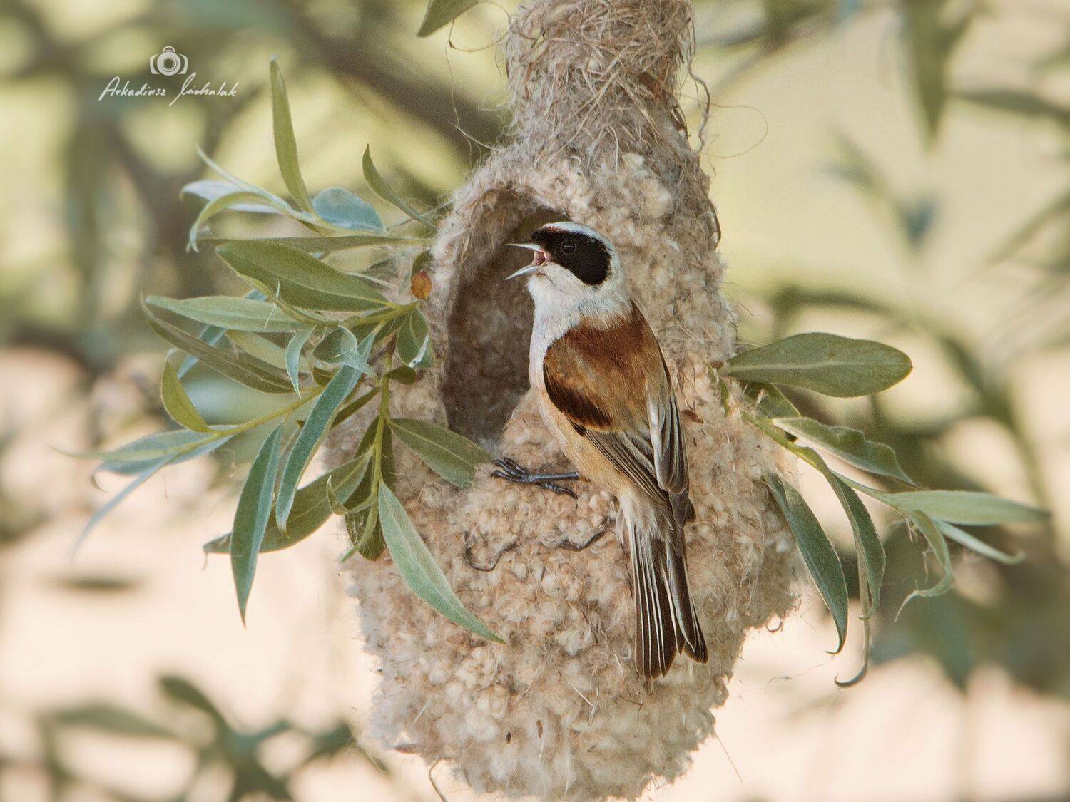 , Arkadiusz Michalak