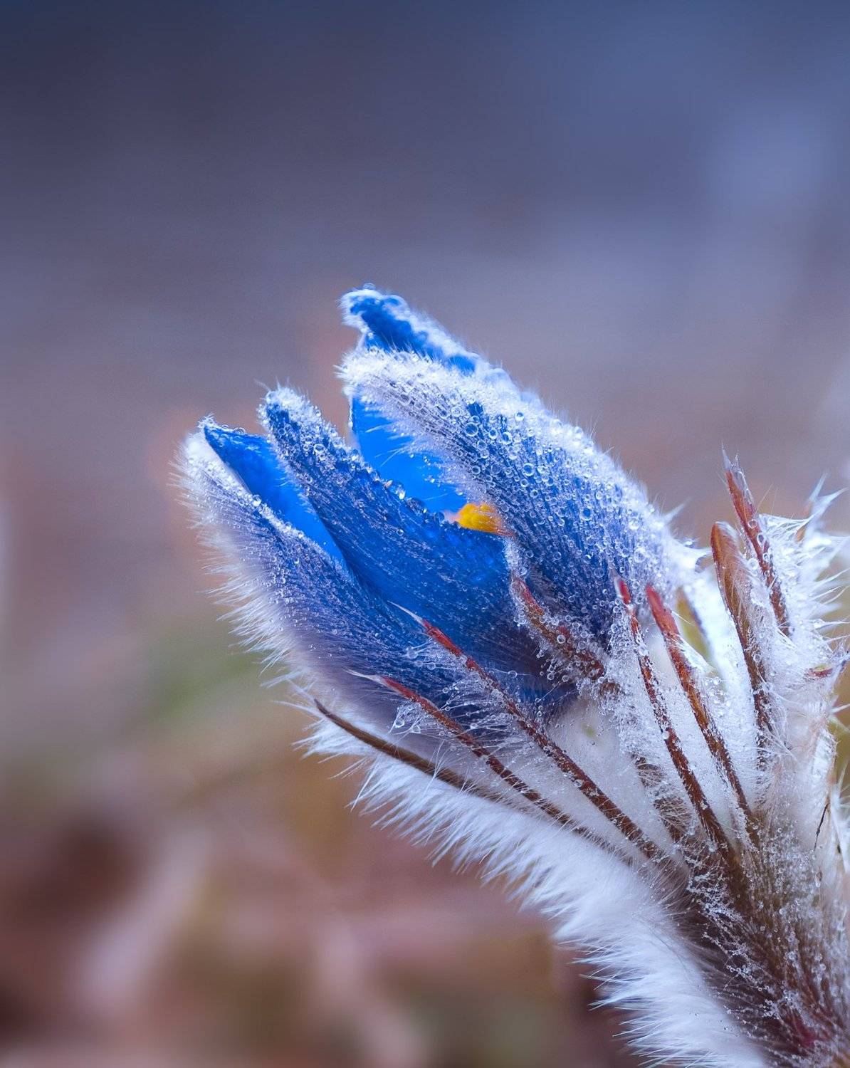 , Галанзовская Оксана