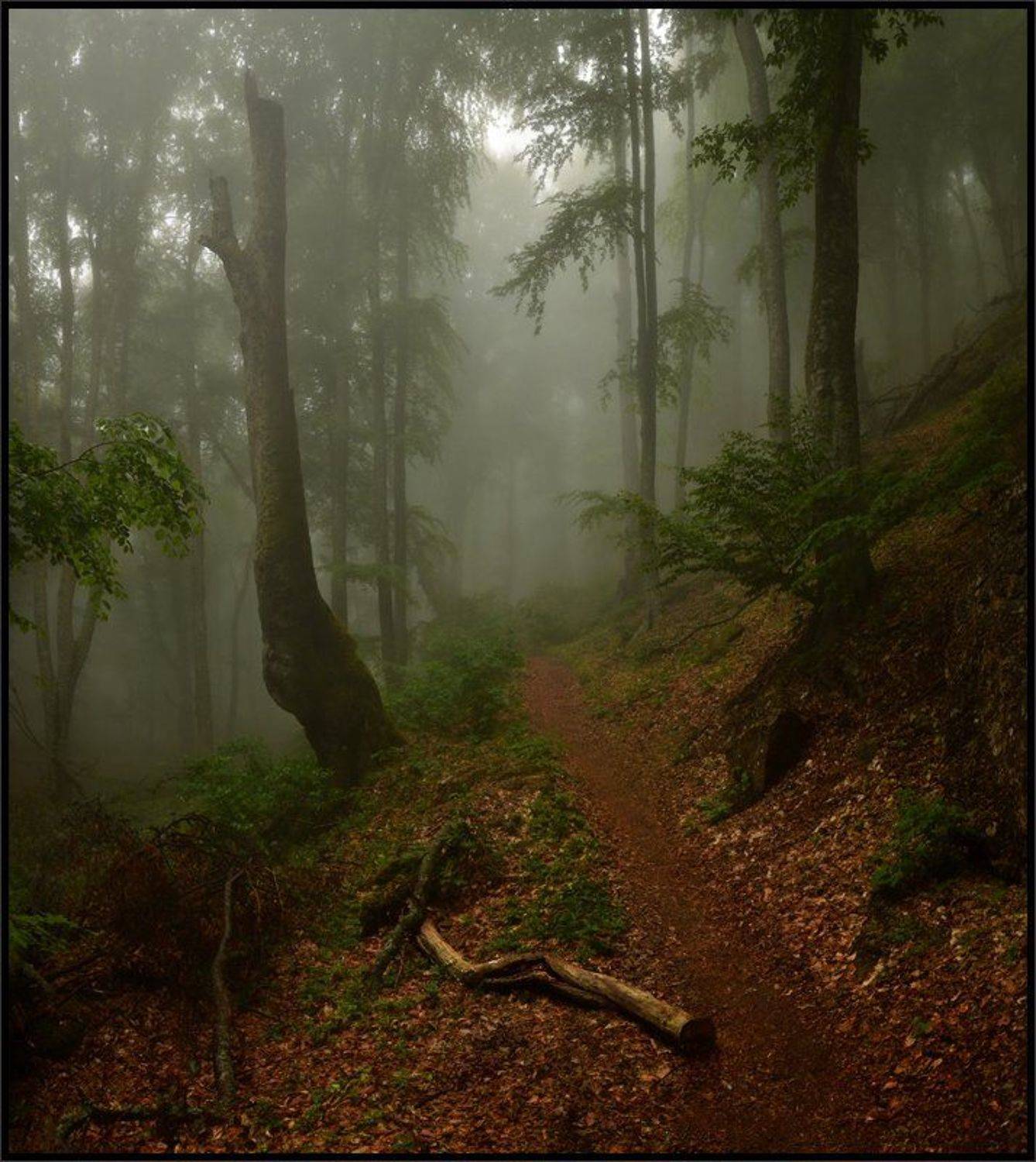 , Владимир Метцгер