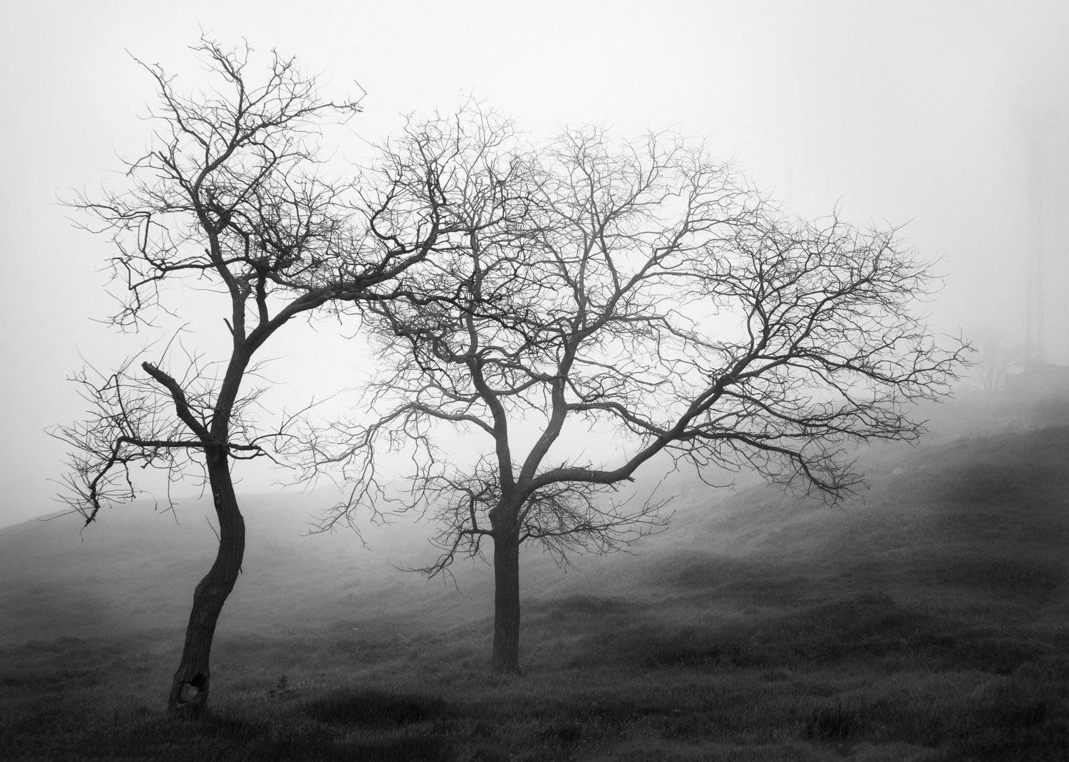 черно белое, пейзаж, Керчь, Дерево, тени, без фотошопа, Игорь Крюков