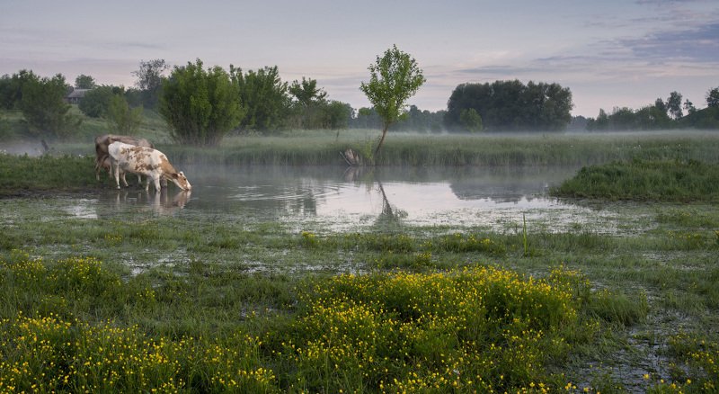 Водопой... фото превью