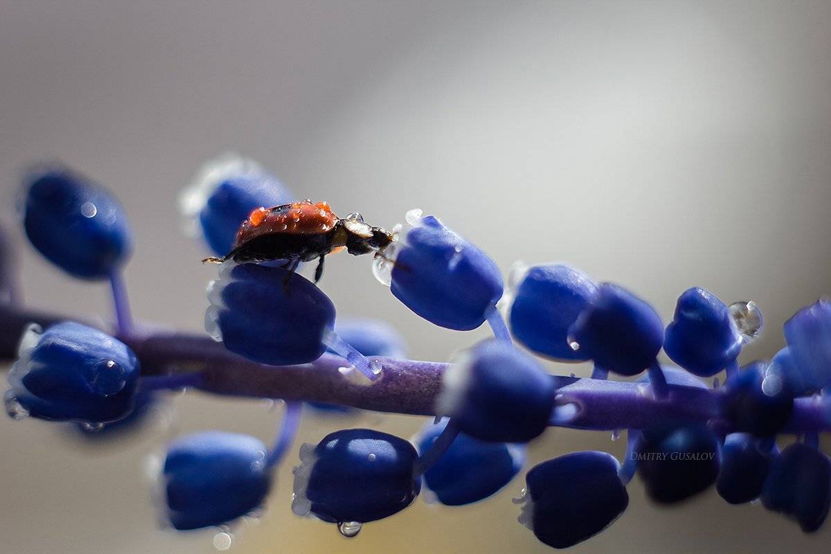 макро, природа, весна, макросъёмка, макрофотография, растение, цветы, божьякоровка, , Дмитрий Гусалов