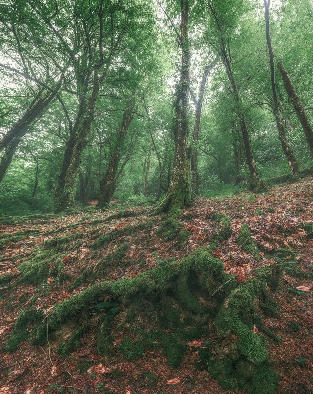 Банда деревьев фото превью