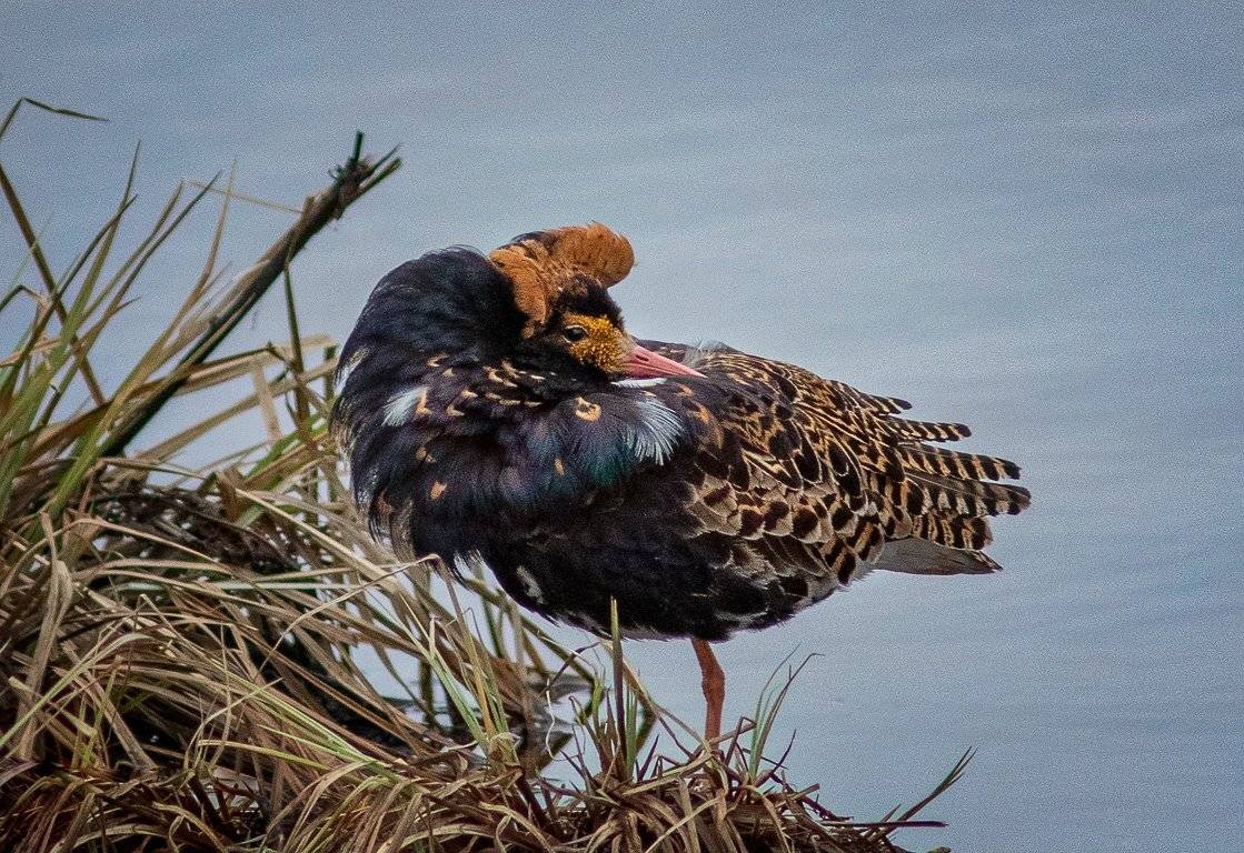 птицы,сеевер,турухтан ,коми,печора,анималистика,birds,seever,turukhtan ,komi,pechora,animalism,, Игорь Триер