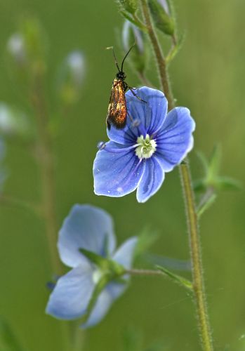 Моль длинноусая верониковая