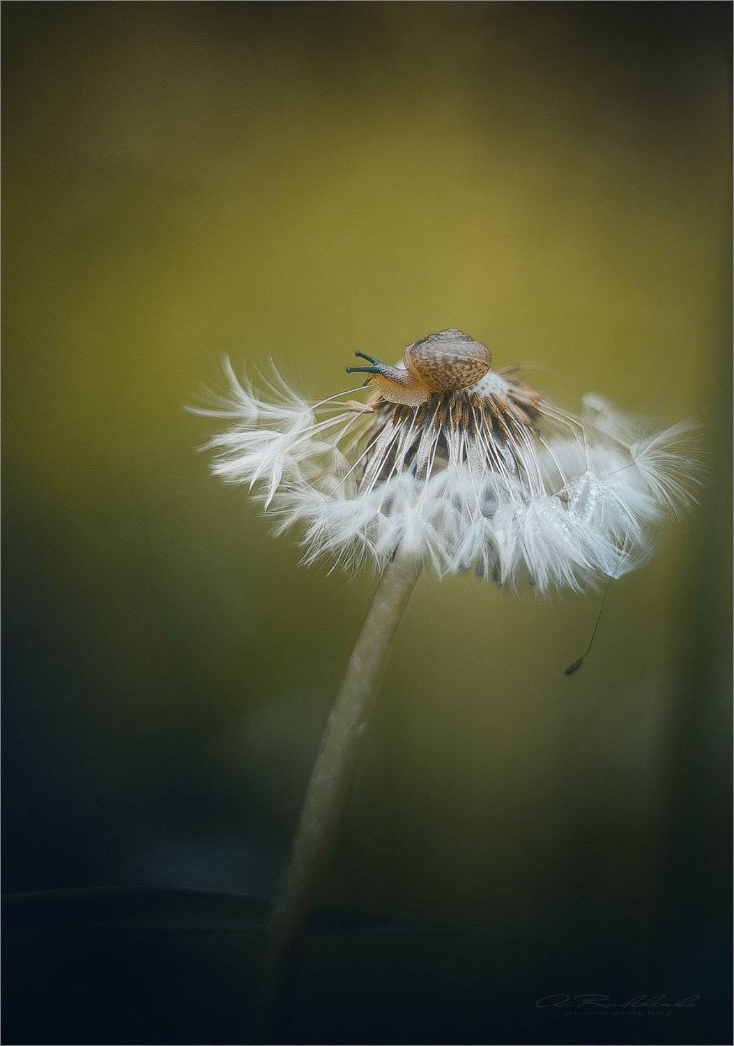 , Рудченко Анатолий