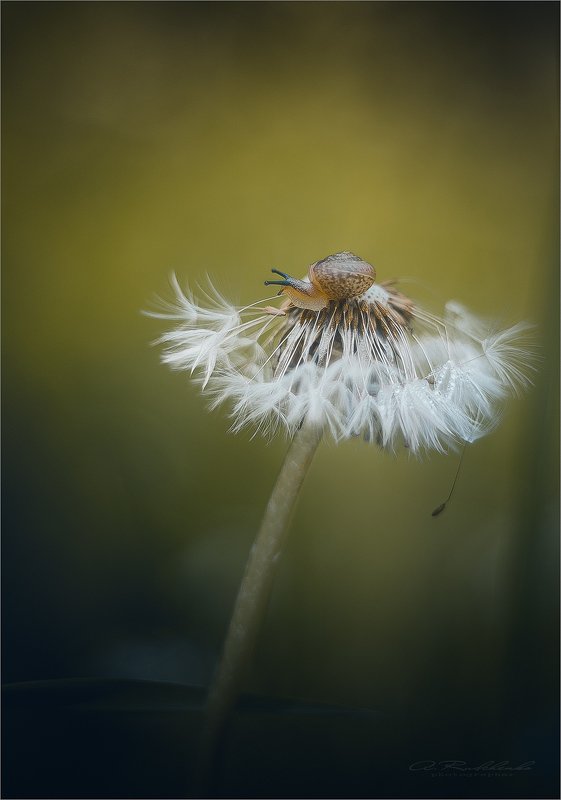 Вкус утренней росы  фото превью
