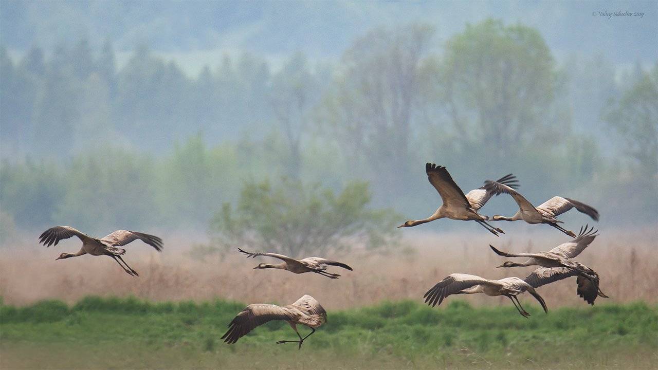 , Валерий Субачев