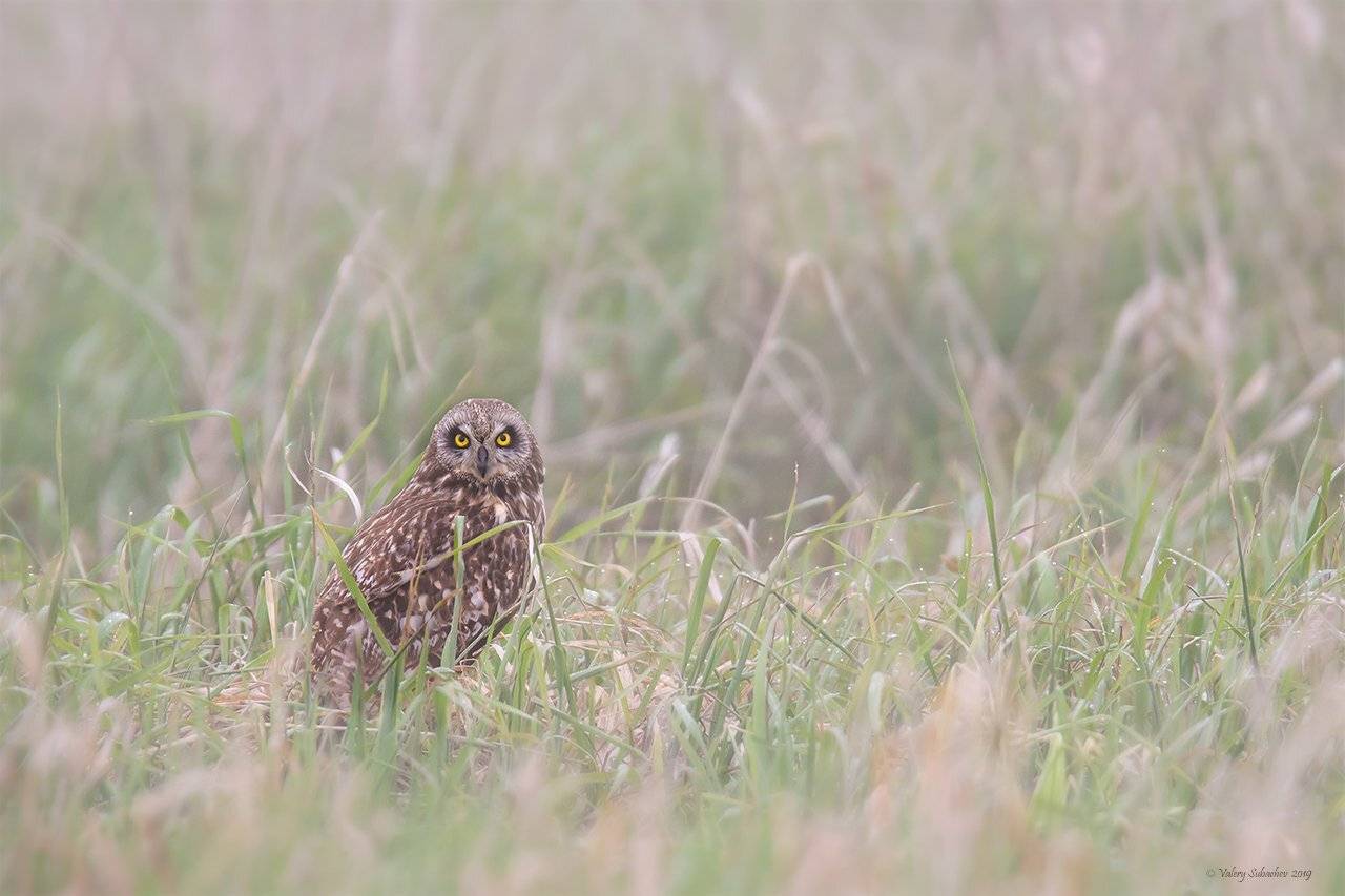 , Валерий Субачев