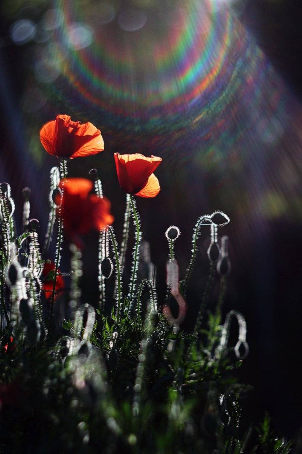 маки утро май солнце лучи, Петриченко Валерий