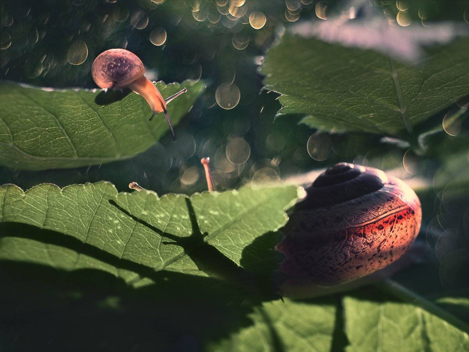 , Баранов Олег