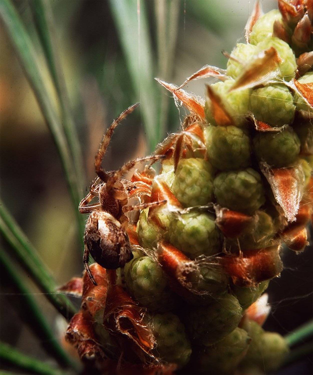 , Иван Манкевич