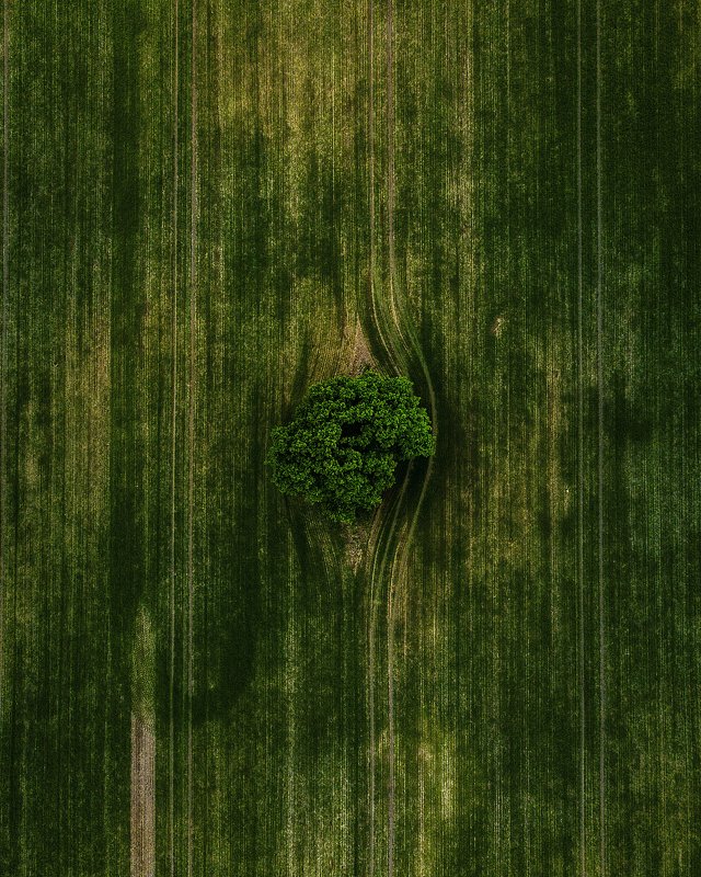Congratulations, you have a... tree