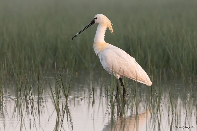 колпица, platalea leucorodia Утренняя гостья фото превью